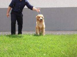 J.Ch Lilli Golden Fortress