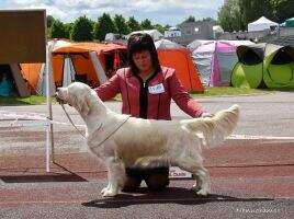 C.I.E LT LV EST BALT PL CZ DK Ch Nenuoramos X-mas Mascot BaltW'17,ESTW18,LVW18,27#CACIB
