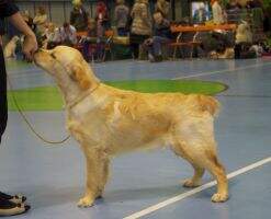 EST Cantrygold Yuhanna Ringokris