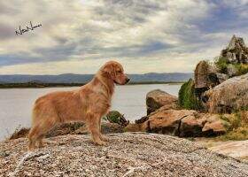 Grand Golden Master At. Chasse A Duke