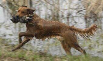 GRHRCHx3 UH Thunderstruck Django Unchained MH60 MNR HTHF