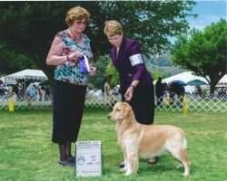 Int'l CH UKC CH Harborview Turning Heads at Rocmoor CCA