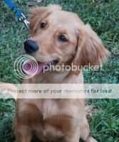 Go Gold's Killian Irish Red BN MXF DS