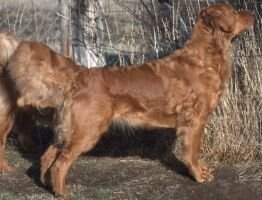 Ruff N Red-Dy Ruff N Red-Dy