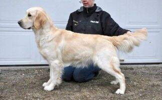 SE VCH Dream Max Roxy SE VCH Dream Max Roxy