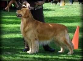 HnrCH IntlCH NatCH Golden Angels Arizona Outlaw BN RN DN