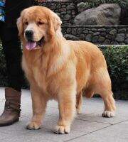 DANNY (son of Tasso of Superstar Kennel)