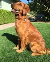 Aumaden Redtail Radar