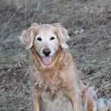 Frisbies Golden Viktoriah