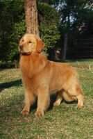 Parker Morgan Goldens