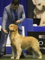 Arg CH. NAHIARA LEON DEL CIELO