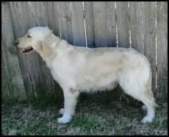 The Golden Acres Tender Lovin' Bailey