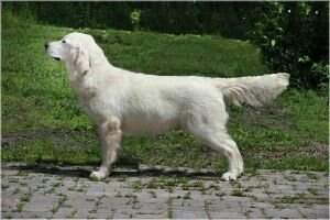 Regalgoldens Dreamkeeper Kiss