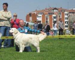 Srb Ch Srb Simba Golden King Of Lusy's Heart