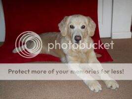 Broadmoor Goldens Sydney May