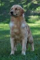 Chasse D Lizze Chasse D Lizze