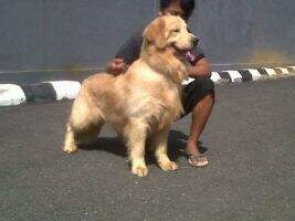 Golden ninety nine Chiko