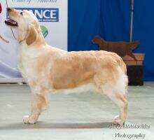Aust Ch Goldlake Happily Ever After