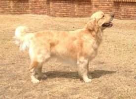(Breed) Ch. (C.I.B) SA Ch. Ghlenairh Zenzela of Craniggan