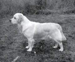 Queenhill Goldilocks