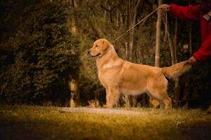Goldentrip Hurricane Carlee