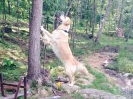 Sirius Yogi
