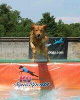 UKC Ch Sunfire Only Thunders When It Rains CCA CanCD UKC Ch Sunfire Only Thunders When It Rains CCA CanCD