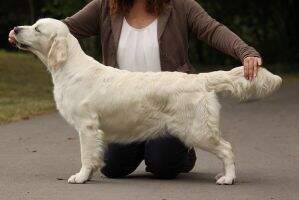 Deutscher Champion Club (GRC), Deutscher Champion (VDH), Luxemburger Champion, Wild Pepper Filled With Love