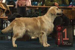 Deutscher Champion VDH Dt. VDH Wild Pepper Fortune Cookie