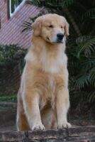 Chasse E. Tina Chasse E. Tina