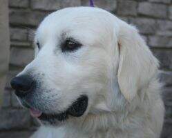 Goldenquest's Sunny Samson Goldenquest's Sunny Samson