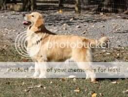 Westben Sophisticated Lady