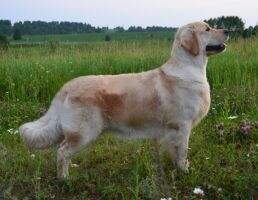 GLARIN BEAUTIFUL BRILLIAND CH J RUS, CH RUS, CH NKP, CH GRAND RUS, FT- DUCK