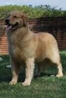 Chasse F Betsy