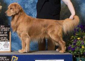 Golden Lace's Night Watch BN CA TDIA DN DJ CGCA CGCU TKP CCA BVISS