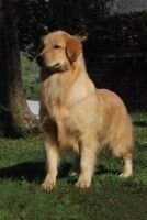 Chasse F Flora