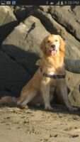 Teko Masters C&C's Golden Sunset
