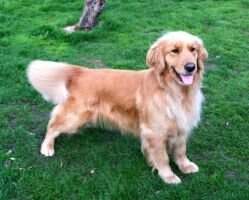 Lorens Golden Windy