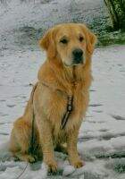 Golden Chaser (AP03160306)