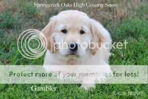 Springcreek Oaks High Country Snow