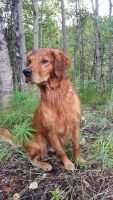 Chena's Blue Libra-Moon Rocket OF Chena's Blue Libra-Moon Rocket OF