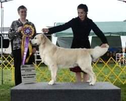 Goldensglen Duke Of Glenbern Goldensglen Duke Of Glenbern