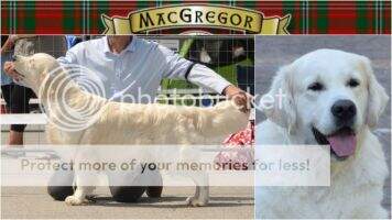 German Club & VDH Champion Sanguinisch MacGregor