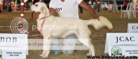 Tr CH Tr Sunnyfield's Goldens Eclipse