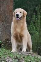 GrBrCh. PanCh. Chasse F Otto
