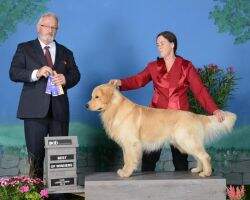UKC CH Comstock's Blame It On Ben