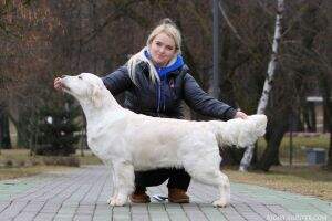 WORLD CH CH RUS/BLR RUS Club CH Club Virago Rocket Iz Stolitsy Urala Eurasia Champion 2015 class winner at EDS' 15