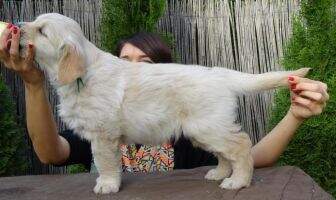 Valentino Hrabstwo Goldenow