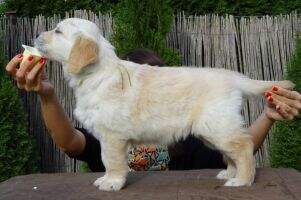 Vasanti Hrabstwo Goldenow