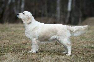 /GRAND RUS CH/MDA CH Spring Snowdrop /GRAND RUS CH/MDA CH Spring Snowdrop
